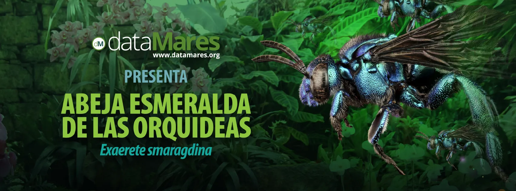 ABEJA ESMERALDA DE LAS ORQUIDEAS 