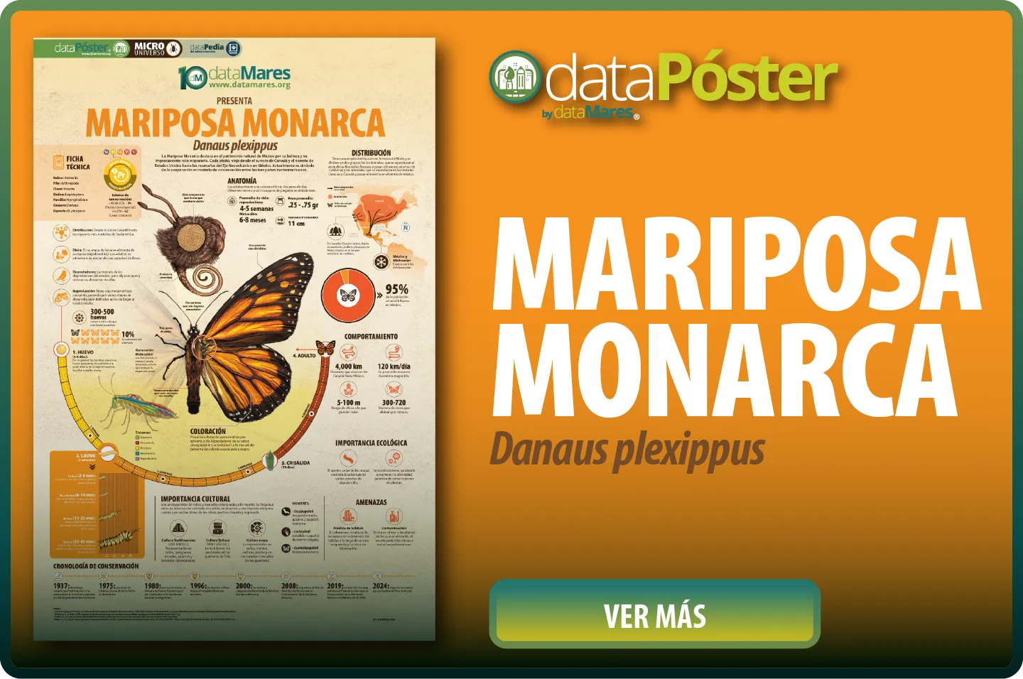 MARIPOSA MONARCA