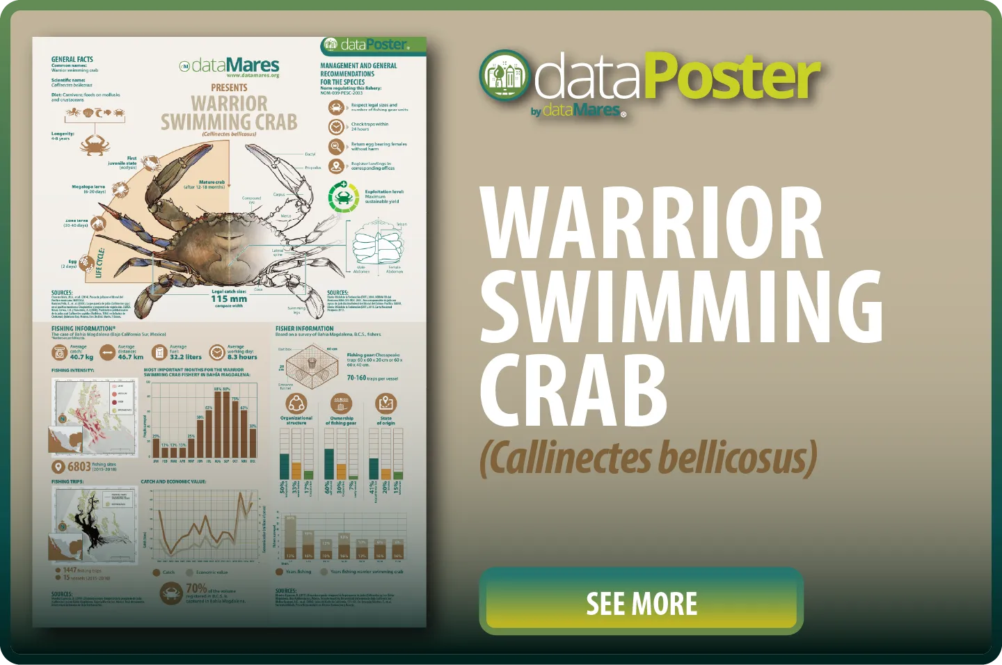 WARRIOR SWIMMING CRAB