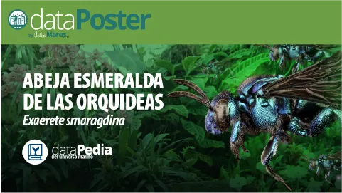 ABEJA ESMERALDA DE LAS ORQUIDEAS 