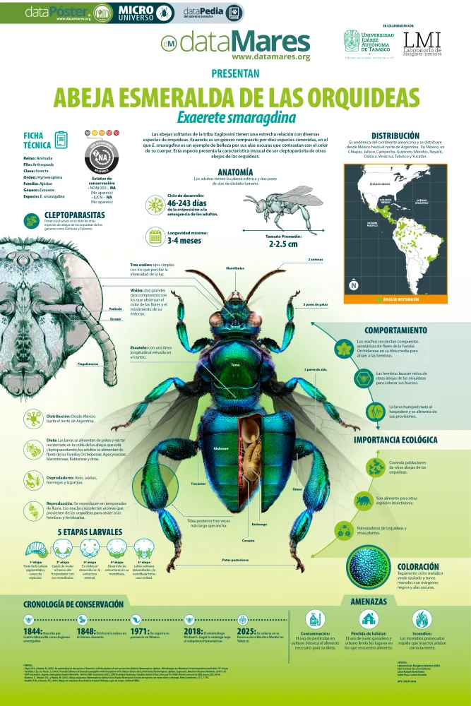 ABEJA ESMERALDA DE LAS ORQUIDEAS