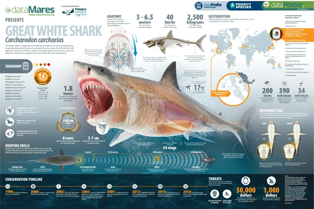 GREAT WHITE SHARK